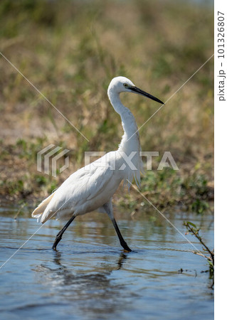 Little egret walks through shallows in sunshine Little egret walks through shallows in sunshine 101326807