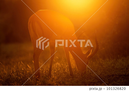 Male common impala stands grazing at dawn Male common impala stands grazing at dawn 101326820