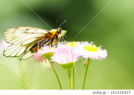 ハルジオンの花を吸蜜中のウスバシロチョウ ハルジオンの花を吸蜜中のウスバシロチョウ 101326937