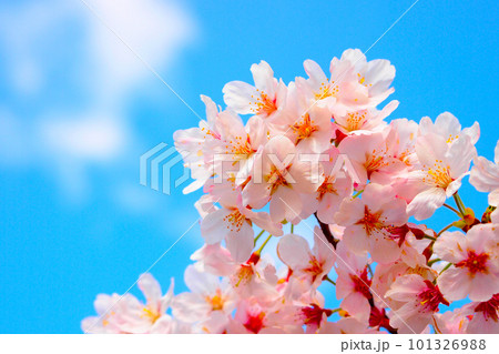 新春の青空と満開の桜フリー無料画像素材 101326988