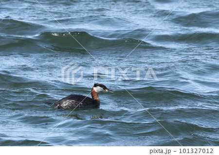 生き物　野鳥　アカエリカイツブリ、三月半ば。夏羽に換羽した個体が千葉県の漁港にいました② 101327012
