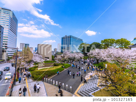 日本の東京都市景観 昭和館や満開の桜、日本武道館などを望む・右奥は田安門方向=4月1日 日本の東京都市景観 昭和館や満開の桜、日本武道館などを望む・右奥は田安門方向=4月1日 101327165
