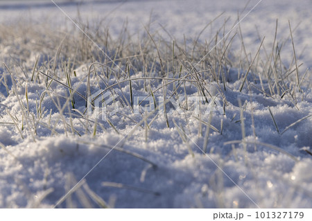 Grass covered with snow and ice in winter 101327179