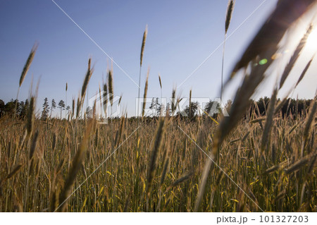 Agricultural field with a large number of yellow cereals 101327203
