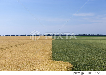 Agricultural field with a large number of green cereals Agricultural field with a large number of green cereals 101327235