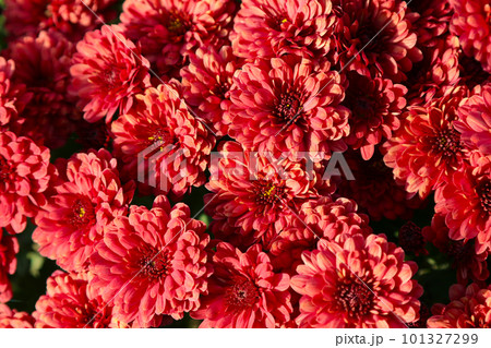 紅色のピンポンマム(ピンポン菊)の花たち(マクロレンズ使用・屋外接写画像) 紅色のピンポンマム(ピンポン菊)の花たち(マクロレンズ使用・屋外接写画像) 101327299