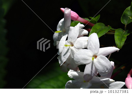 純白の芳香のよいジャスミンの花(マクロレンズ使用・黒背景・屋外接写画像) 純白の芳香のよいジャスミンの花(マクロレンズ使用・黒背景・屋外接写画像) 101327381