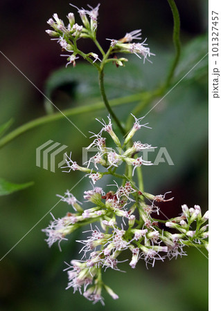 枯れ始めて雌しべが目立つフジバカマな花枝(マクロレンズ使用・屋外接写画像) 枯れ始めて雌しべが目立つフジバカマな花枝(マクロレンズ使用・屋外接写画像) 101327457