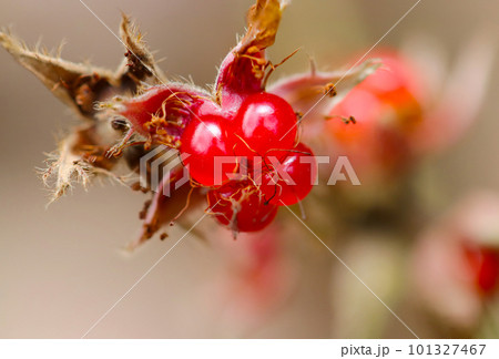 赤いルビーのような小さなフユイチゴの実が木陰でひっそりと実る(マクロレンズ使用・接写画像) 赤いルビーのような小さなフユイチゴの実が木陰でひっそりと実る(マクロレンズ使用・接写画像) 101327467