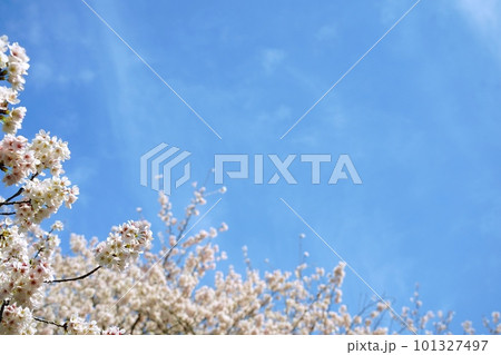 青い空に映える満開の桜 101327497