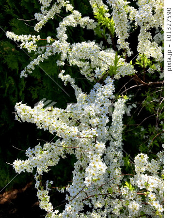 満開のユキヤナギ 101327590