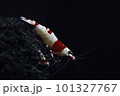 レッドビーシュリンプ 101327767