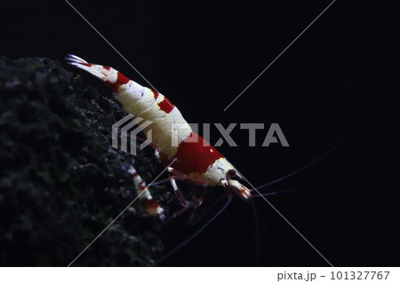 レッドビーシュリンプ 101327767