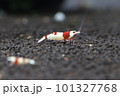 レッドビーシュリンプ 101327768