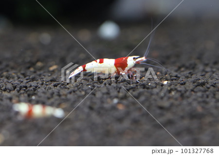 レッドビーシュリンプ 101327768