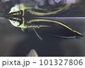 ブラックアロワナ 101327806