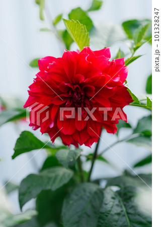 Bright red dahlia flower in summer in the garden 101328247