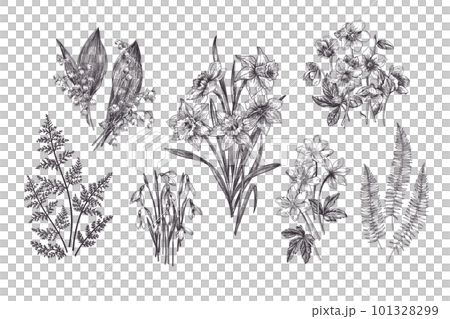 Set with early spring flowers. Vintage botanical illustration. Black and white. 101328299