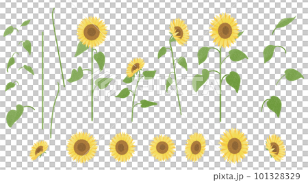 向日葵材料集 101328329