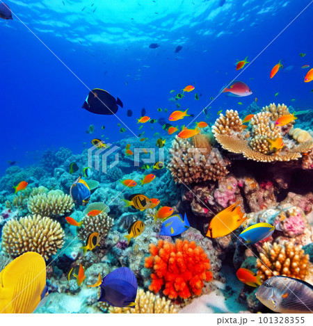 Underwater world in tropical ocean. 101328355