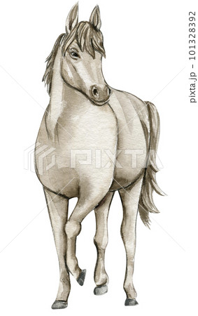 Watercolor hand drawn circus white horse on the white background. Horse illustration. Watercolor painting of a galloping horse. Perfect for greetings card, poster, invitation and party decoration. 101328392