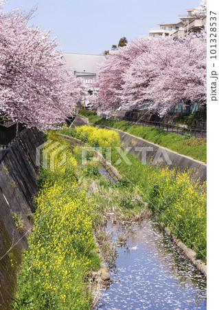 福岡県北九州市、志井川沿いに咲く満開の桜並木と菜の花 福岡県北九州市、志井川沿いに咲く満開の桜並木と菜の花 101328537
