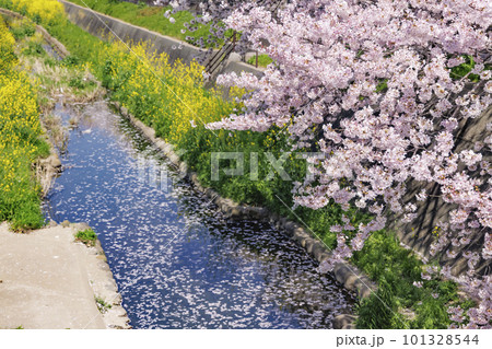 福岡県北九州市、志井川沿いに咲く満開の桜並木と菜の花 福岡県北九州市、志井川沿いに咲く満開の桜並木と菜の花 101328544