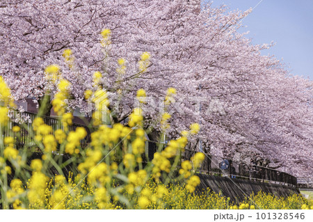 福岡県北九州市、志井川沿いに咲く満開の桜並木と菜の花 101328546