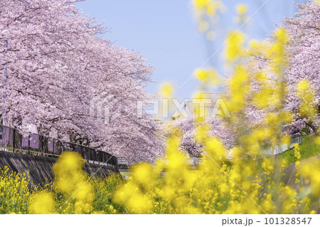福岡県北九州市、志井川沿いに咲く満開の桜並木と菜の花 101328547