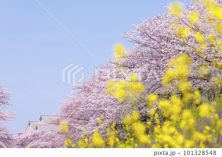 福岡県北九州市、志井川沿いに咲く満開の桜並木と菜の花 101328548
