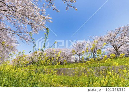 福岡県北九州市、志井川沿いに咲く満開の桜並木と菜の花 101328552