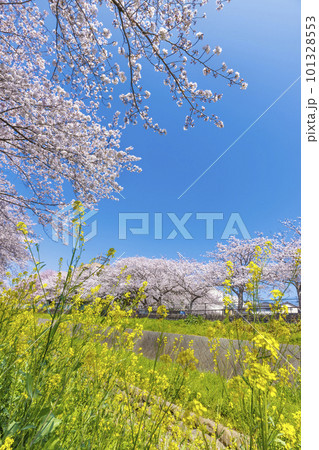 福岡県北九州市、志井川沿いに咲く満開の桜並木と菜の花 101328553
