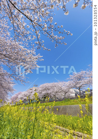 福岡県北九州市、志井川沿いに咲く満開の桜並木と菜の花 101328554