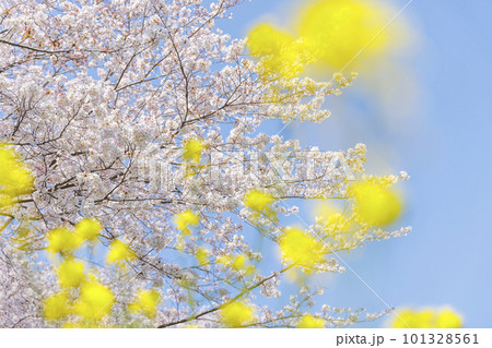 福岡県北九州市、志井川沿いに咲く満開の桜並木と菜の花 101328561