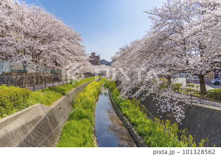 福岡県北九州市、志井川沿いに咲く満開の桜並木と菜の花 福岡県北九州市、志井川沿いに咲く満開の桜並木と菜の花 101328562