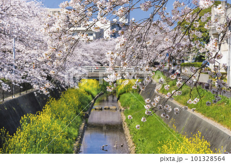 福岡県北九州市、志井川沿いに咲く満開の桜並木と菜の花 101328564