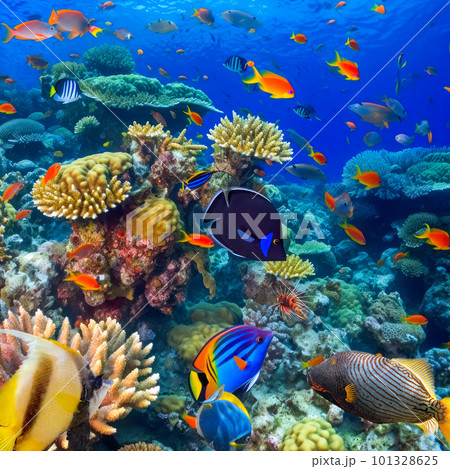 Underwater world in tropical ocean. 101328625