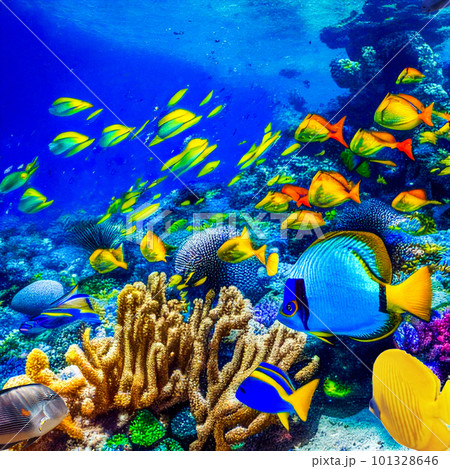 Underwater world in tropical ocean. 101328646