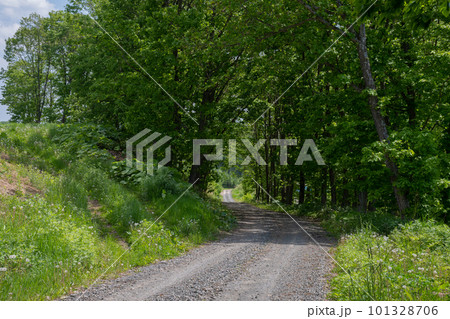 緑に包まれた砂利道 101328706