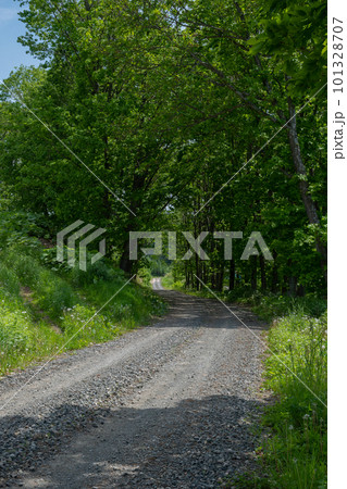緑に包まれた砂利道 緑に包まれた砂利道 101328707
