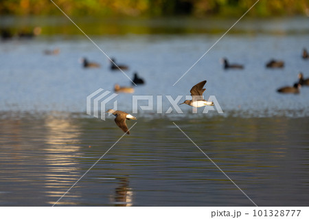晩秋、川面を飛翔するクサシギ03 晩秋、川面を飛翔するクサシギ03 101328777