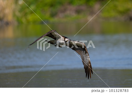 晩秋、川面を飛翔するミサゴ01 晩秋、川面を飛翔するミサゴ01 101328783