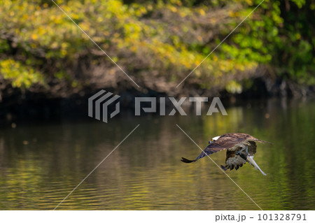 晩秋、川で魚を捕るミサゴ06 晩秋、川で魚を捕るミサゴ06 101328791