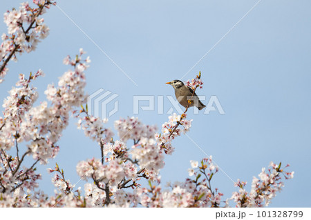 春、満開桜とムクドリ01 101328799