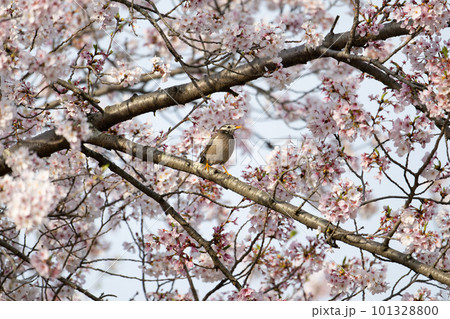 春、満開桜とムクドリ02 春、満開桜とムクドリ02 101328800