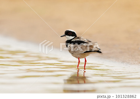 Pied plover also known as the pied lapwing standing in water 101328862