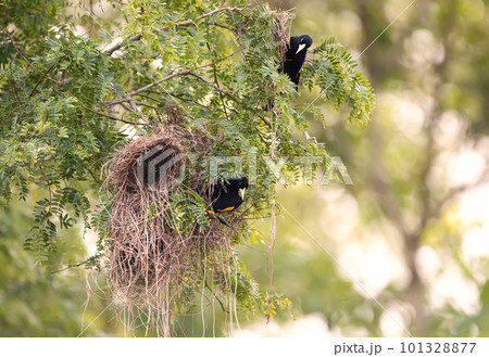 Close-up of Yellow-rumped cacique nesting, Pantanal, Brazil. Close-up of Yellow-rumped cacique nesting, Pantanal, Brazil. 101328877