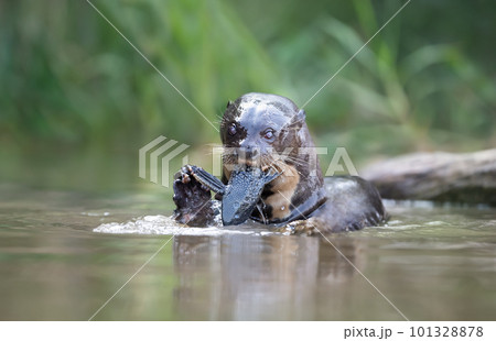Giant otter eating fish in water 101328878