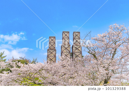 静岡県伊豆の国市　満開の桜と反射炉 101329388
