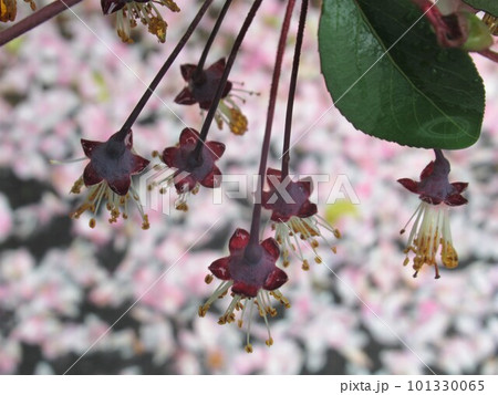 ハナカイドウの花びらが散ったあとの萼(がく) ハナカイドウの花びらが散ったあとの萼(がく) 101330065